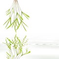 Bamboo Leaf Grass Abstract Royalty Free Stock Photo