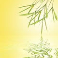 Bamboo Leaf Grass Beauty Royalty Free Stock Photo