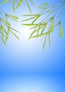 Bamboo Leaf Grass over Water Royalty Free Stock Photo