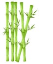 Bamboo with leaf illustration. Asian bambu zen plants background Royalty Free Stock Photo