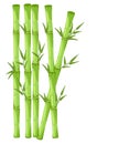 Bamboo with leaf illustration. Asian bambu zen plants background