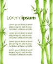 Bamboo with leaf illustration. Asian bambu zen plants background Web site page and mobile app design element.