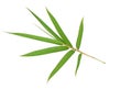 Bamboo leaf isolated