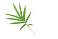 Bamboo leaf isolated