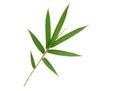 Bamboo leaf isolated