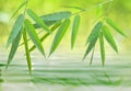 Bamboo leaf over water (spirit of zen)