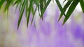 Bamboo leaf and Purple flower concept blur valentine background, effect boleh light Royalty Free Stock Photo