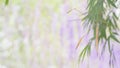 Bamboo leaf and Purple flower concept blur valentine background, effect boleh light Royalty Free Stock Photo