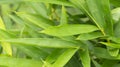A bamboo leaf stands out in sharp focus against a blurred background Royalty Free Stock Photo