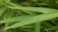 A bamboo leaf stands out in sharp focus against a blurred background Royalty Free Stock Photo