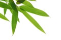 Bamboo leafs Royalty Free Stock Photo