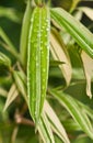 Bamboo leafs after tropical rain storm Royalty Free Stock Photo