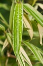 Bamboo leafs after tropical rain storm