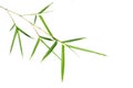 Bamboo leaves