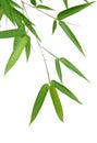 Bamboo Leaves