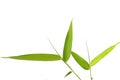 Bamboo leaves Royalty Free Stock Photo
