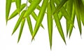 Bamboo leaves Royalty Free Stock Photo