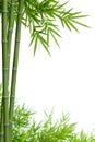 Bamboo with leaves