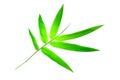 Bamboo leaves