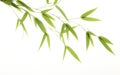 Bamboo leaves Royalty Free Stock Photo