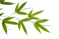 Bamboo- leaves