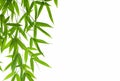 Bamboo- leaves