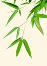 Bamboo Leaves