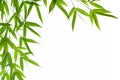 Bamboo- leaves