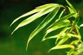 Bamboo leaves Royalty Free Stock Photo