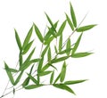 Bamboo- leaves Royalty Free Stock Photo