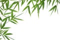 Bamboo- leaves Royalty Free Stock Photo