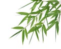 Bamboo- leaves