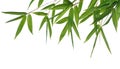 Bamboo- leaves Royalty Free Stock Photo