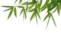 Bamboo- leaves