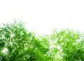 Bamboo leaves against white background Royalty Free Stock Photo