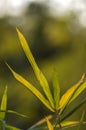 Close up of Abstract Bamboo leaves background Royalty Free Stock Photo