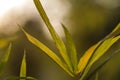 Close up of Abstract Bamboo leaves background Royalty Free Stock Photo