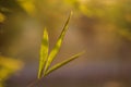 Close up of Abstract Bamboo leaves background Royalty Free Stock Photo