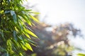 Bamboo leaves on a blurred background, Louangphabang, Laos. Close-up. Royalty Free Stock Photo