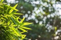 Bamboo leaves on a blurred background, Louangphabang, Laos. Close-up. Royalty Free Stock Photo