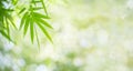 Bamboo leaves on blurred greenery background. Royalty Free Stock Photo