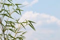 Bamboo leaves on a bright blue sky background with soft white clouds Royalty Free Stock Photo