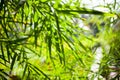 Bamboo leaves close-up background Royalty Free Stock Photo