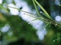 Bamboo leaves with drop dew on blur background Royalty Free Stock Photo