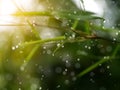 Bamboo leaves with drop dew Royalty Free Stock Photo