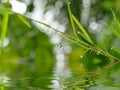 Bamboo leaves with drop dew Royalty Free Stock Photo