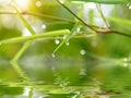 Bamboo leaves with drop dew Royalty Free Stock Photo