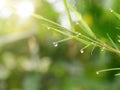 Bamboo leaves with drop dew Royalty Free Stock Photo