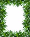 Bamboo leaves frame background