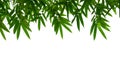 Bamboo leaves frame isolated on white background in forest. Light fresh jungle with growing, green bamboo leaves, zen bamboo. Royalty Free Stock Photo